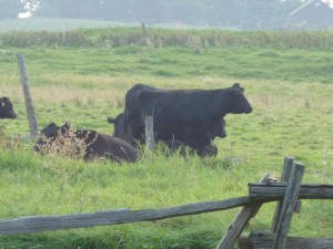 happy cow