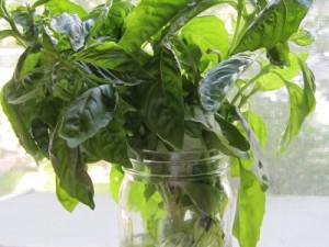 Basil in ball jar