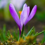 Violet Crocus