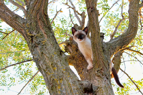 small cat stuck in a tree