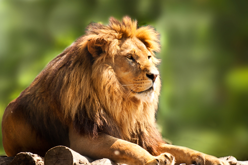 profile of a relaxed African lion staring in the zoo