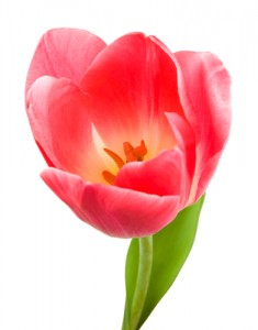 Beautiful pink tulip isolated on white background