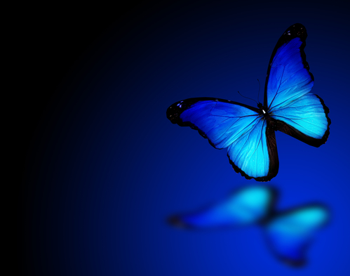 Images Wallpaper Blue Butterfly Black Background - Insight from Leticia